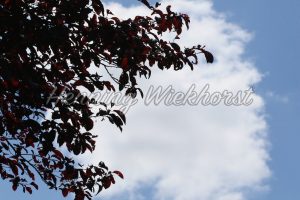 Baum und Wolken - ImageShop