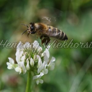 Biene an weißer Blüte - ImageShop