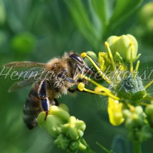 Biene bei der Arbeit - ImageShop