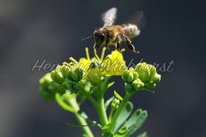 Biene im Anflug auf Blüte - ImageShop