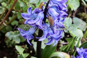 Blaue Blüten im Frühlingsbeet - ImageShop