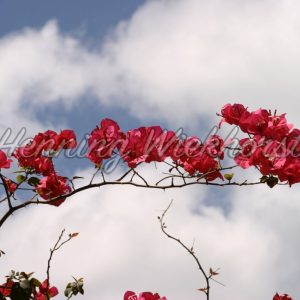 Blüten vor Wolken - ImageShop