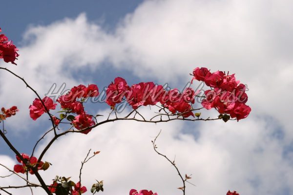 Blüten vor Wolken - ImageShop