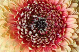 Chrysanthemen-Blüte - ImageShop