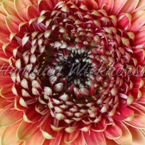 Chrysanthemen-Blüte - ImageShop