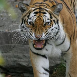 Das Gesicht eines Tigers - ImageShop
