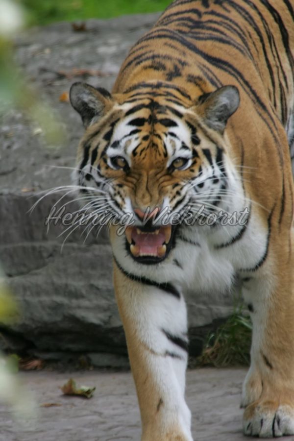 Das Gesicht eines Tigers - ImageShop