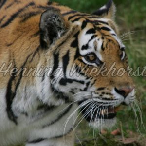 Das Portrait eines Tigers - ImageShop