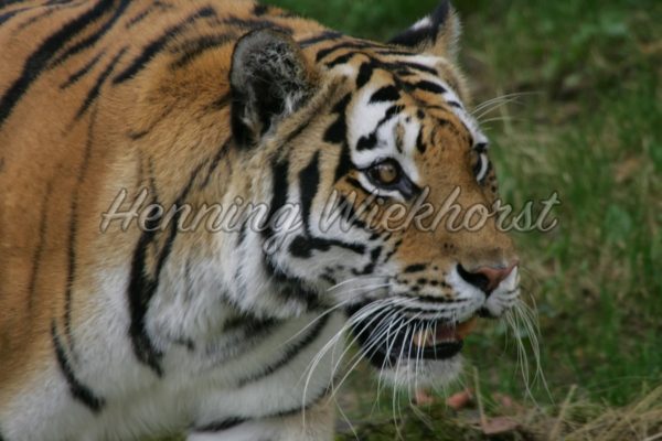 Das Portrait eines Tigers - ImageShop