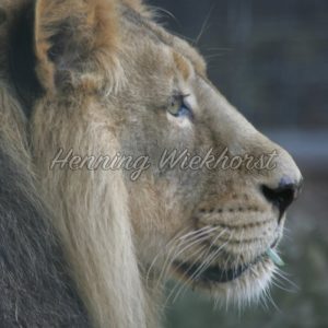 Das Profil eines Löwen - ImageShop