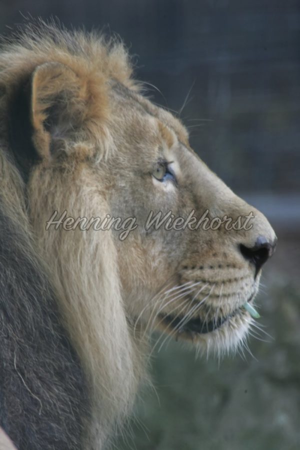 Das Profil eines Löwen - ImageShop