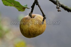 Der letzte Apfel am Baum - ImageShop