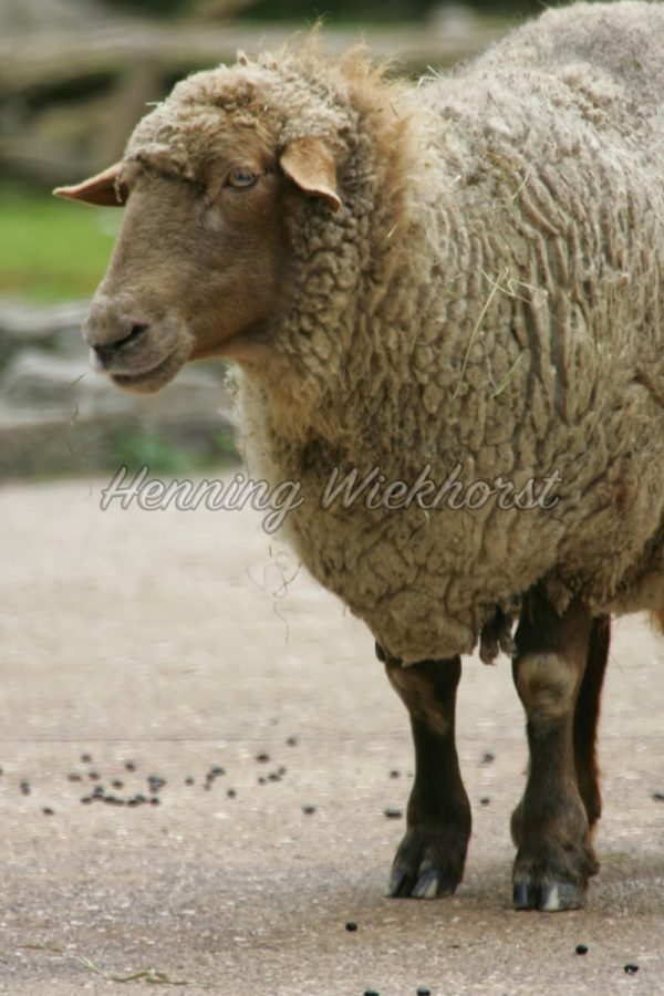 Ein Schaf auf dem Feld - ImageShop