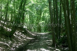 Ein Weg durch den Wald - ImageShop
