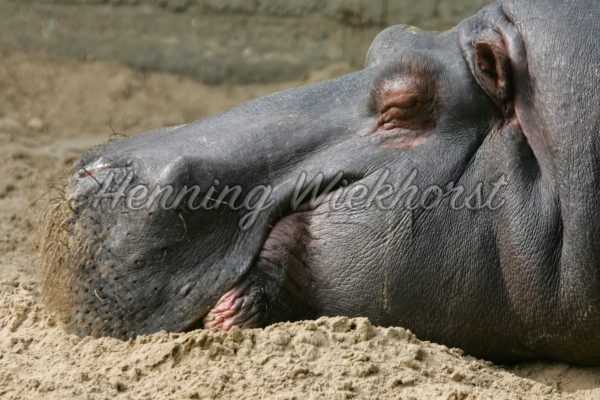 Ein schlafendes Nilpferd - ImageShop