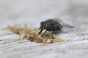 Eine Fliege auf dem Tisch - ImageShop