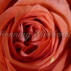 Eine Rose ganz nahe - ImageShop