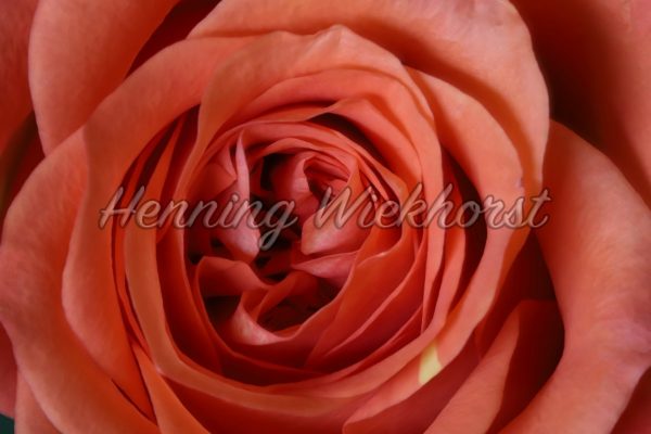 Eine Rose ganz nahe - ImageShop