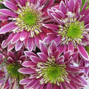 Farbenfrohe Blumenblüten - ImageShop