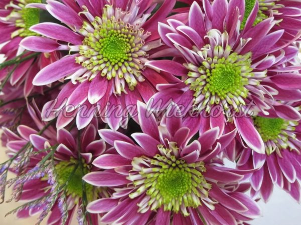 Farbenfrohe Blumenblüten - ImageShop