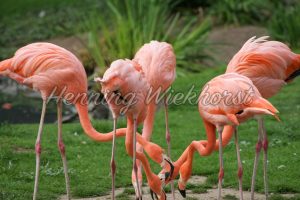 Flamingos - ImageShop