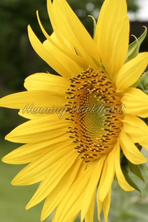 Gelbe Sonnenblume - ImageShop