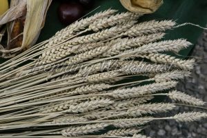 Getreide als Nahrungsmittelbasis - ImageShop