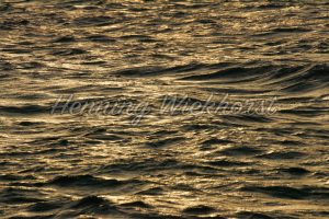 Goldenes Wasser - ImageShop