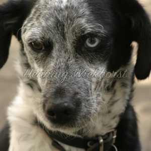 Hund mit verschieden-farbigen Augen - ImageShop