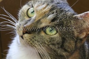 Katze mit forderndem Blick - ImageShop