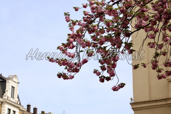 Kirschblüte - ImageShop