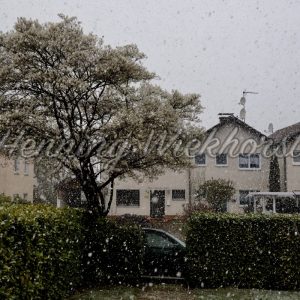 Kirschblüte im Schneetreiben - ImageShop