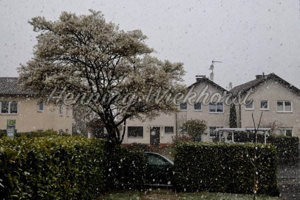 Kirschblüte im Schneetreiben - ImageShop