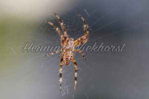 Kreuz-Spinne im Netz - ImageShop
