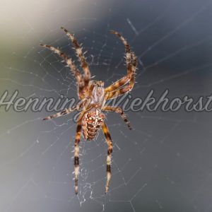 Kreuz-Spinne im Netz - ImageShop
