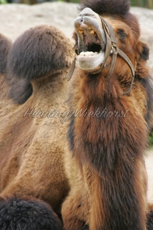 Lachendes Kamel im Zoo - ImageShop
