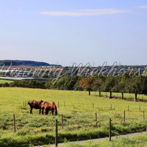 Landschaft mit Pferden - ImageShop