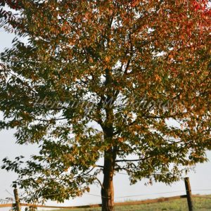 Leuchtender Herbstbaum auf einem Feld - ImageShop