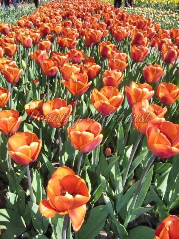 Orangene Tulpen - ImageShop