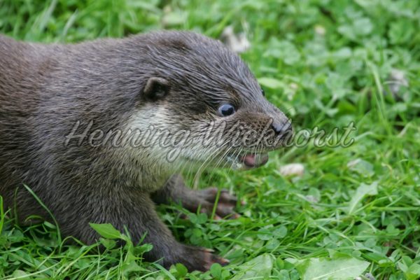 Otter im Gras - ImageShop