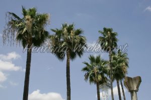 Palmen in Sevilla - ImageShop
