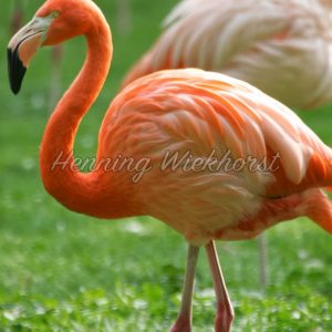 Pink Flamingo - ImageShop