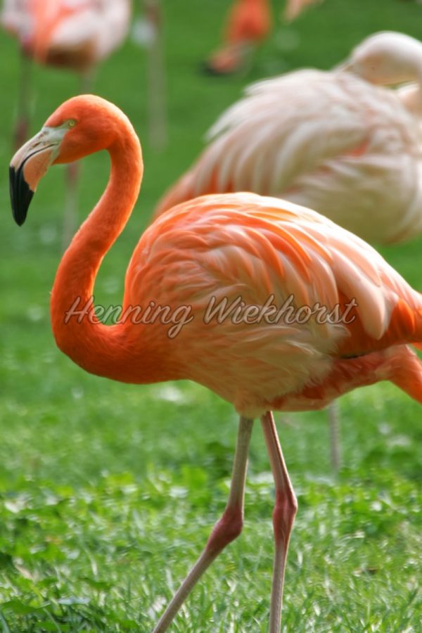 Pink Flamingo - ImageShop