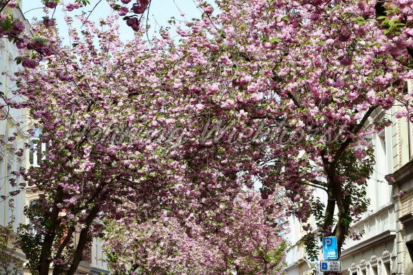 Pinke Kirschblüte im Frühling - ImageShop
