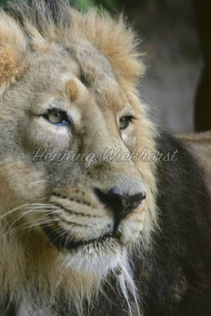 Portrait eines Löwen - ImageShop
