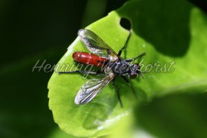 Rote Fliege auf grünem Blatt - ImageShop