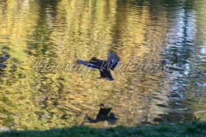 Schwarze Ente über goldenem Wasser - ImageShop