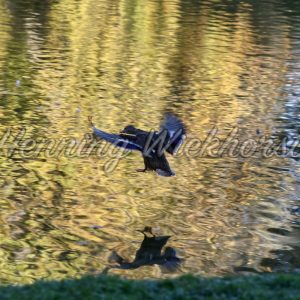 Schwarze Ente über goldenem Wasser - ImageShop