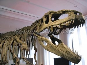 Skelett von einem Dinosaurier - ImageShop