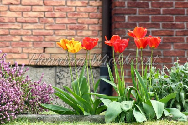 Tulpen im Garten - ImageShop
